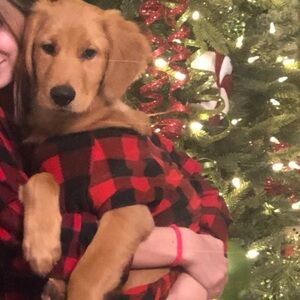 Pet Buffalo Plaid Red Black Check Pajamas Target